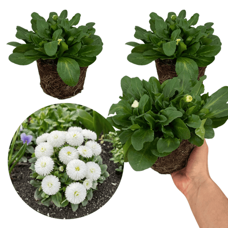 Bellis Habanera White - Frankton's