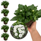 Bellis Habanera White - Frankton's