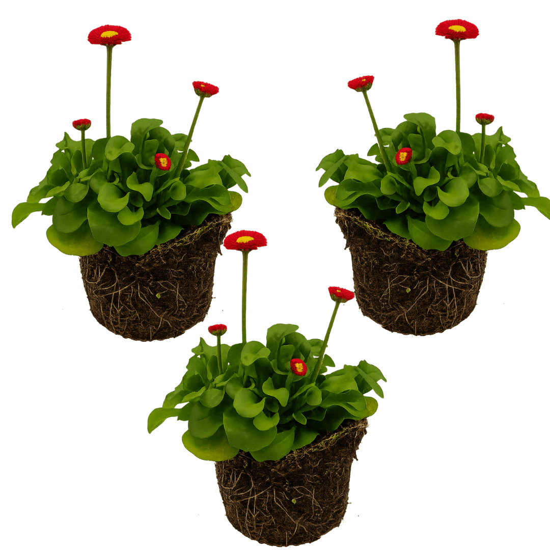 Bellis Red - Frankton's