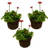 Bellis Red - Frankton's