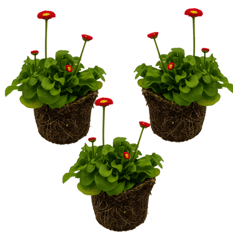 Bellis Red - Frankton's