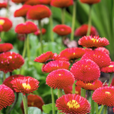 Bellis Red - Frankton's