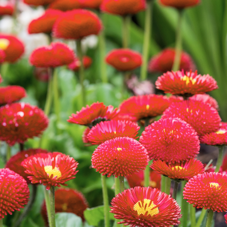 Bellis Red - Frankton's