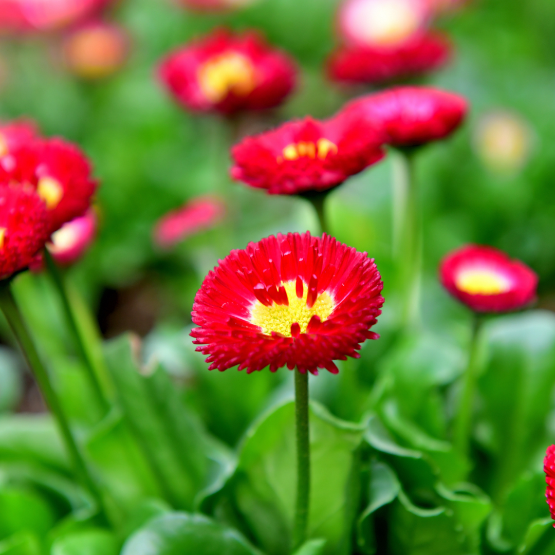 Bellis Red - Frankton's