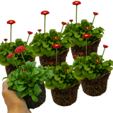 Bellis Red - Frankton's