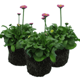 Bellis Rose - Frankton's