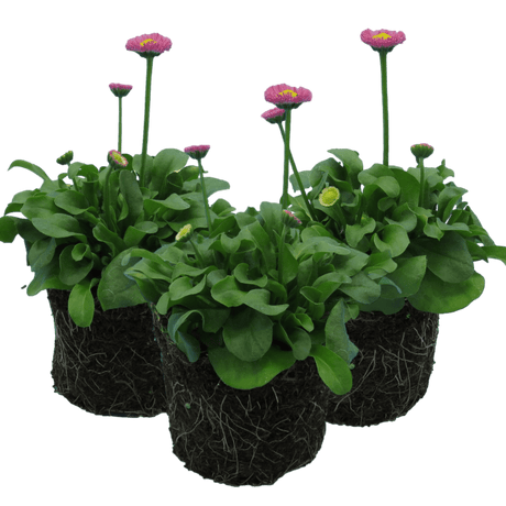Bellis Rose - Frankton's