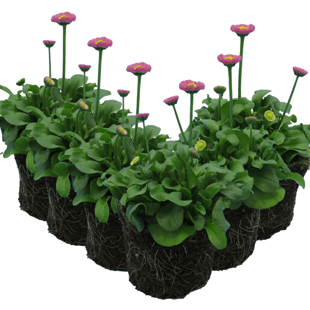 Bellis Rose - Frankton's
