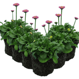 Bellis Rose - Frankton's