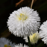 Bellis White - Frankton's