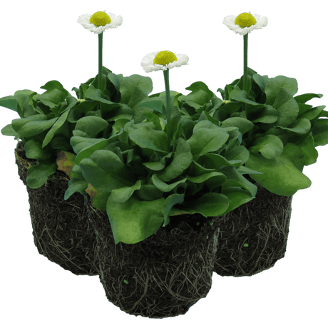 Bellis White - Frankton's