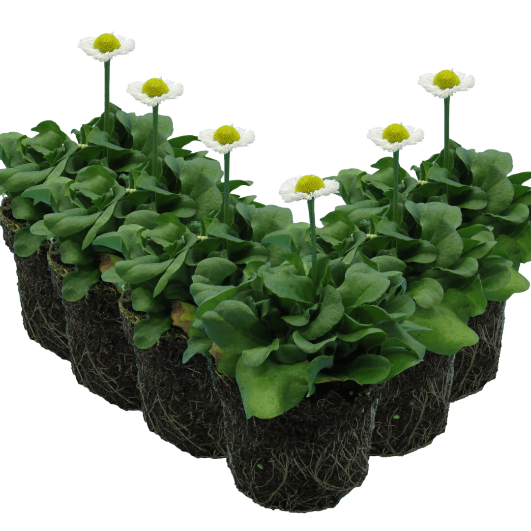 Bellis White - Frankton's