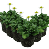 Bellis White - Frankton's