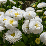 Bellis White - Frankton's