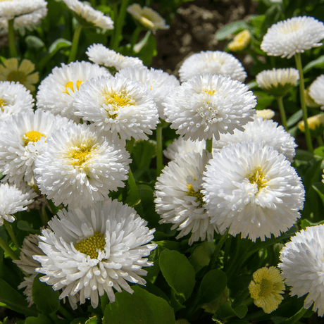 Bellis White - Frankton's