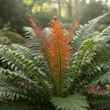 Blechnum Volcano - Frankton's