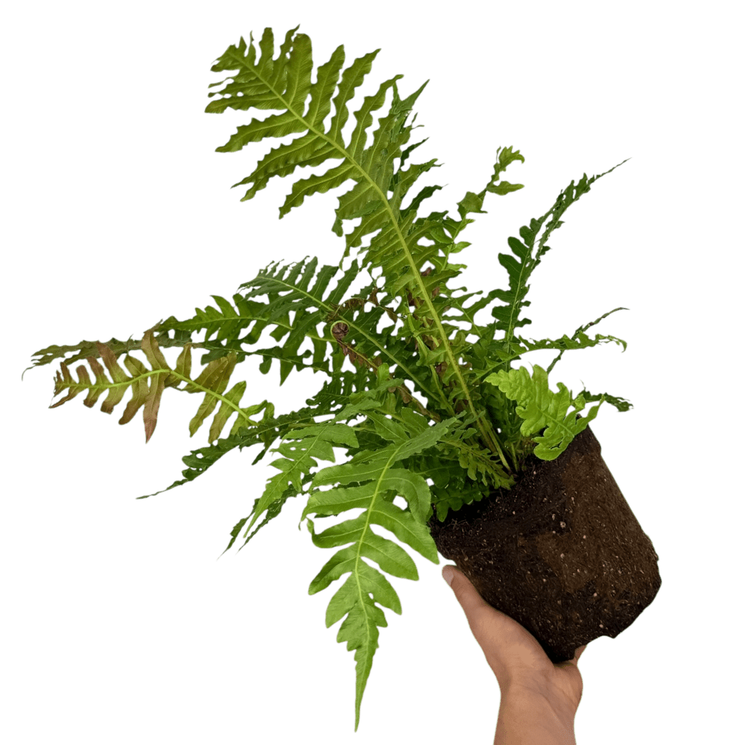 Blechnum Volcano - Frankton's