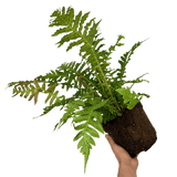 Blechnum Volcano - Frankton's