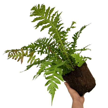 Blechnum Volcano - Frankton's