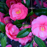 Camellia Pink - Frankton's