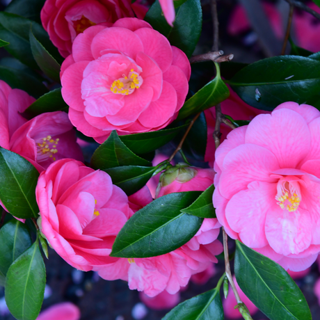 Camellia Pink - Frankton's