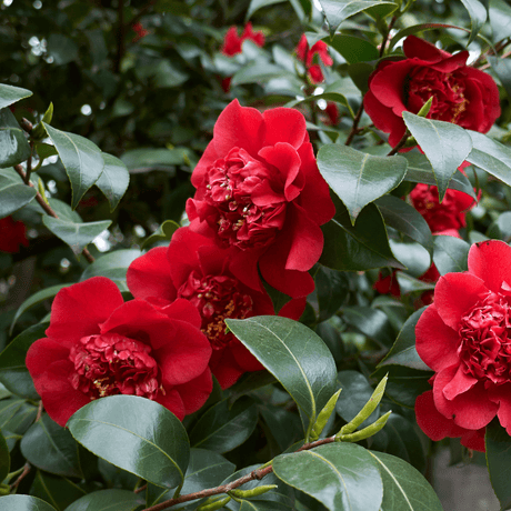 Camellia Red - Frankton's