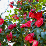 Camellia Red - Frankton's