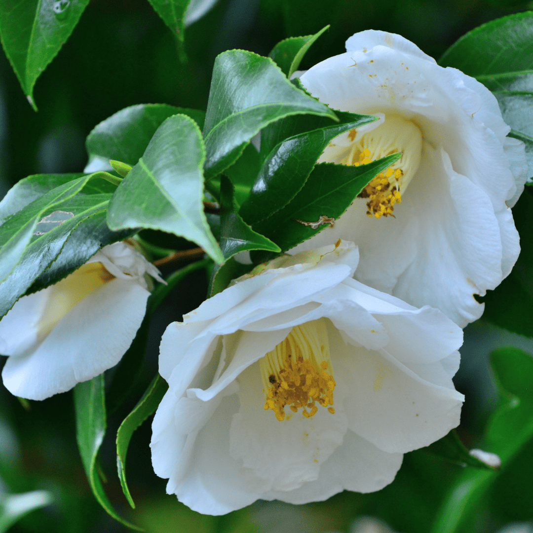 Camellia White - Frankton's