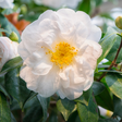 Camellia White - Frankton's