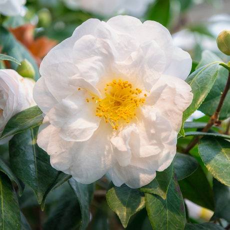Camellia White - Frankton's