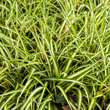 Carex Everglow - Frankton's