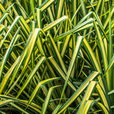 Carex Everglow - Frankton's