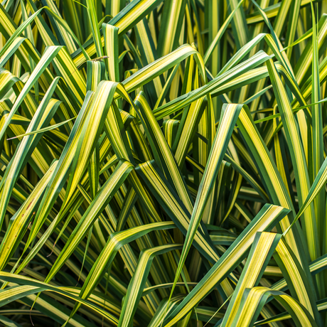 Carex Everglow - Frankton's