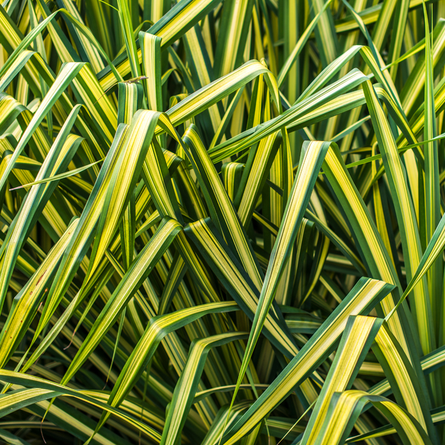Carex Everglow - Frankton's
