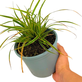 Carex Everglow - Frankton's