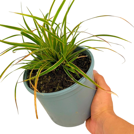 Carex Everglow - Frankton's