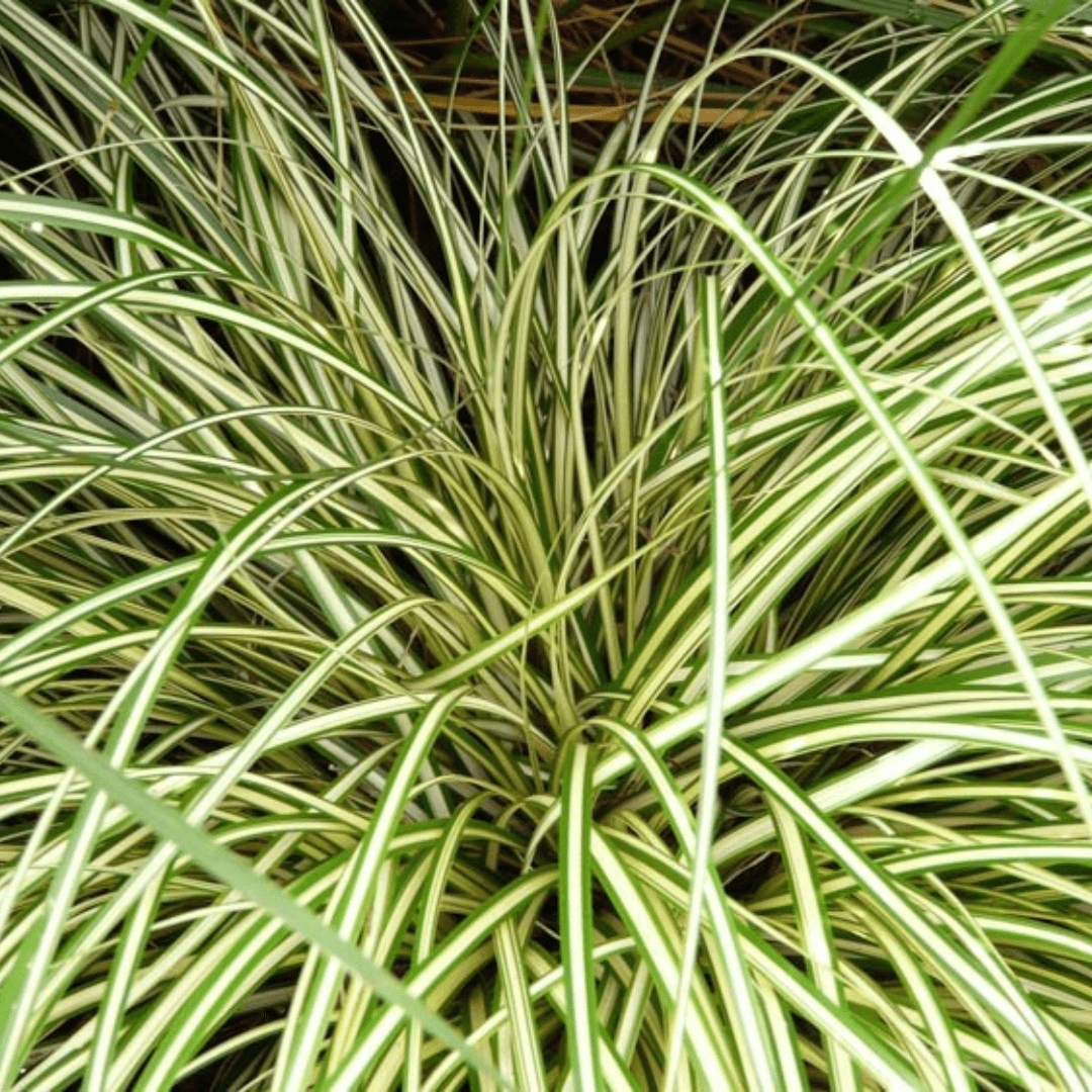 Carex Evergold - Frankton's
