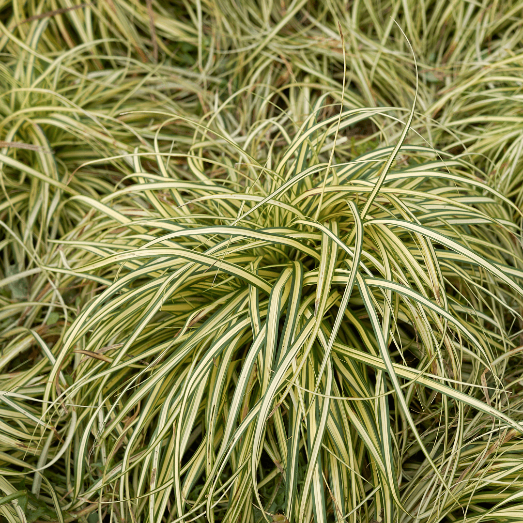 Carex Evergold - Frankton's