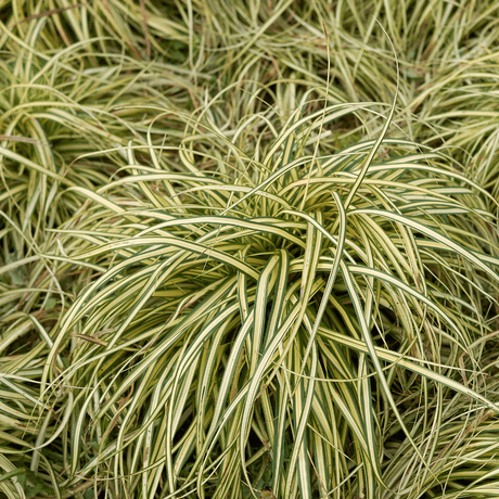 Carex Evergold - Frankton's