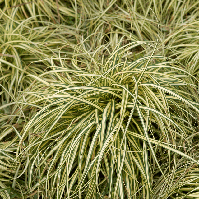 Carex Evergold - Frankton's