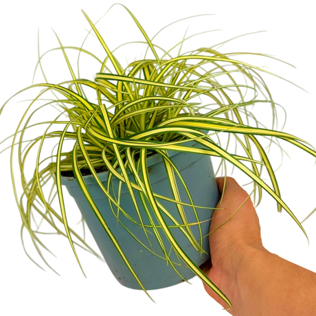 Carex Evergold - Frankton's