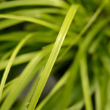 Carex Everillo - Frankton's