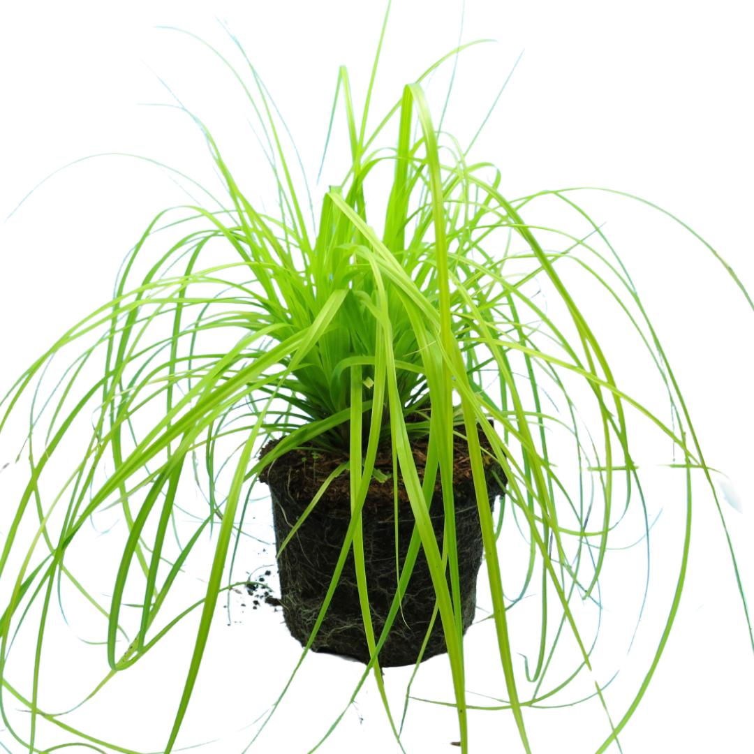 Carex Everillo - Frankton's