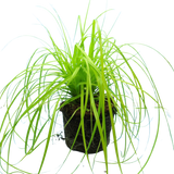Carex Everillo - Frankton's