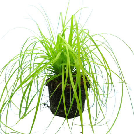 Carex Everillo - Frankton's