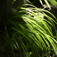 Carex Everillo - Frankton's