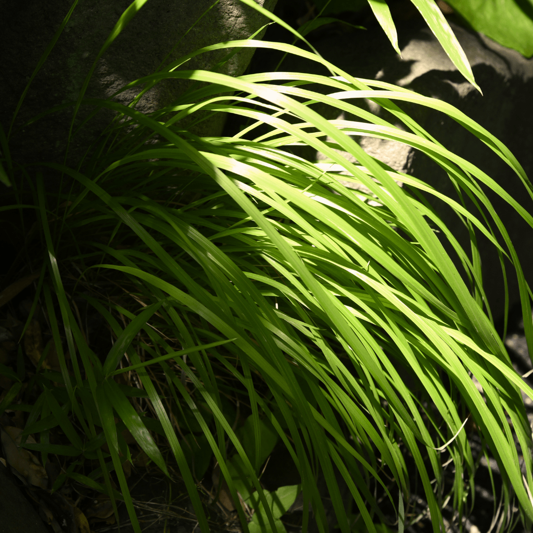 Carex Everillo - Frankton's