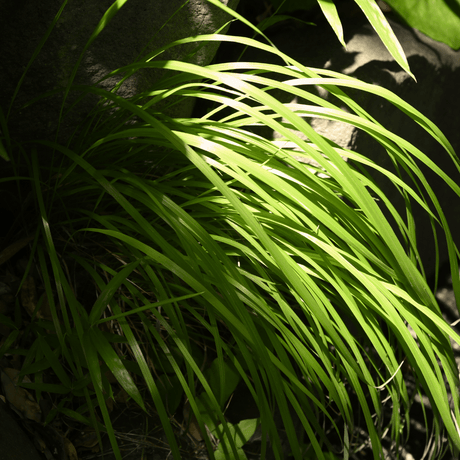 Carex Everillo - Frankton's