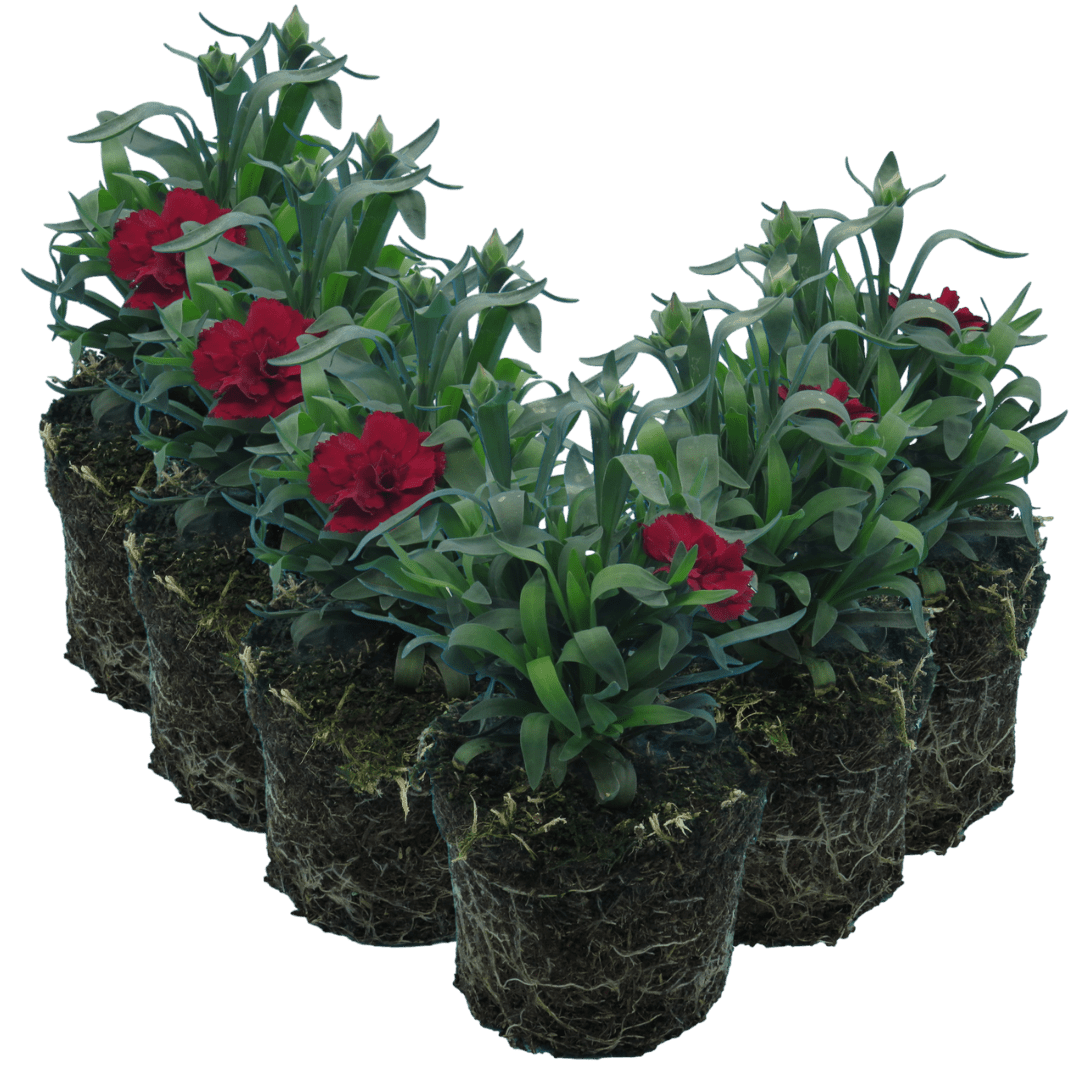 Carnation Dark Red - Frankton's