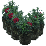 Carnation Dark Red - Frankton's